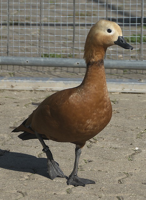 以来